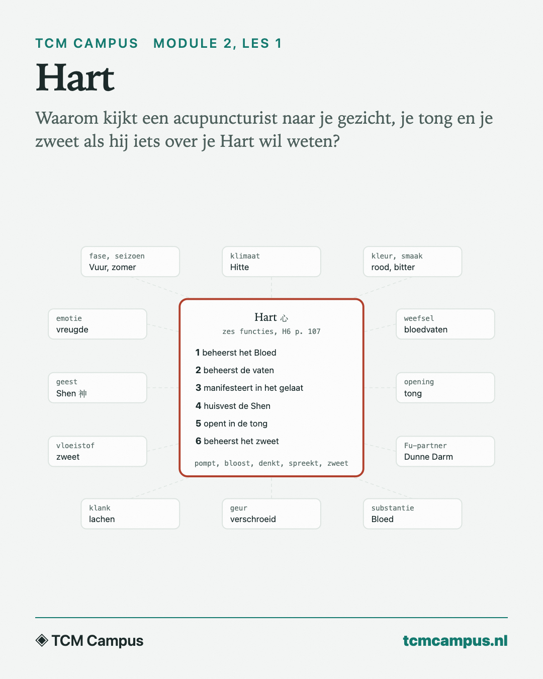 Hart: Waarom kijkt een acupuncturist naar je gezicht, je tong en je zweet als hij iets over je Hart wil weten?