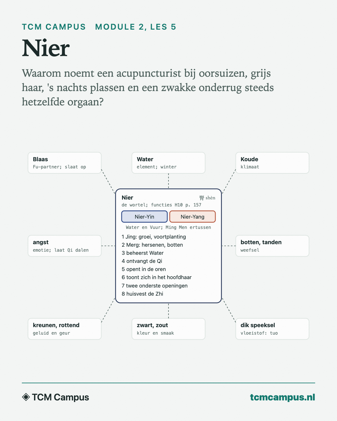 Nier: Waarom noemt een acupuncturist bij oorsuizen, grijs haar, 's nachts plassen en een zwakke onderrug steeds hetzelfde orgaan?