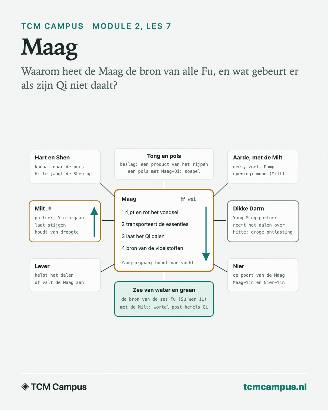 Maag: Waarom heet de Maag de bron van alle Fu, en wat gebeurt er als zijn Qi niet daalt?
