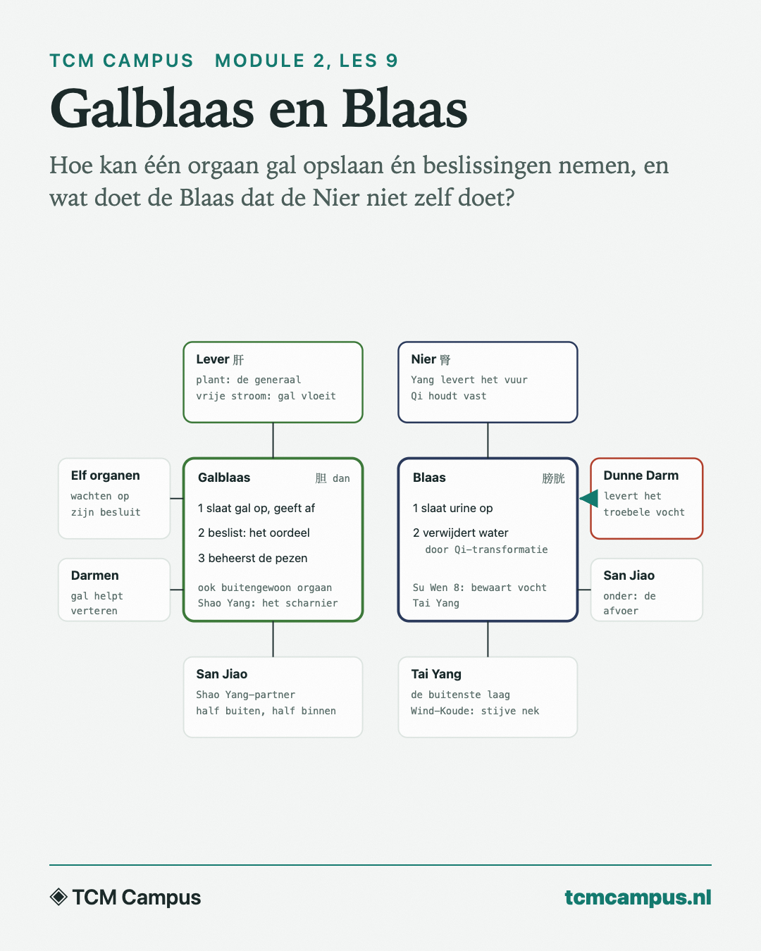 Galblaas en Blaas: Hoe kan één orgaan gal opslaan én beslissingen nemen, en wat doet de Blaas dat de Nier niet zelf doet?