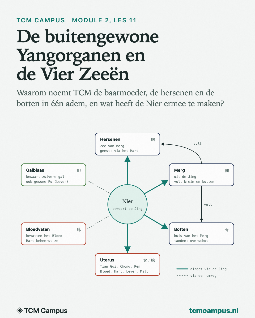 De buitengewone Yangorganen en de Vier Zeeën: Waarom noemt TCM de baarmoeder, de hersenen en de botten in één adem, en wat heeft de Nier ermee te maken?