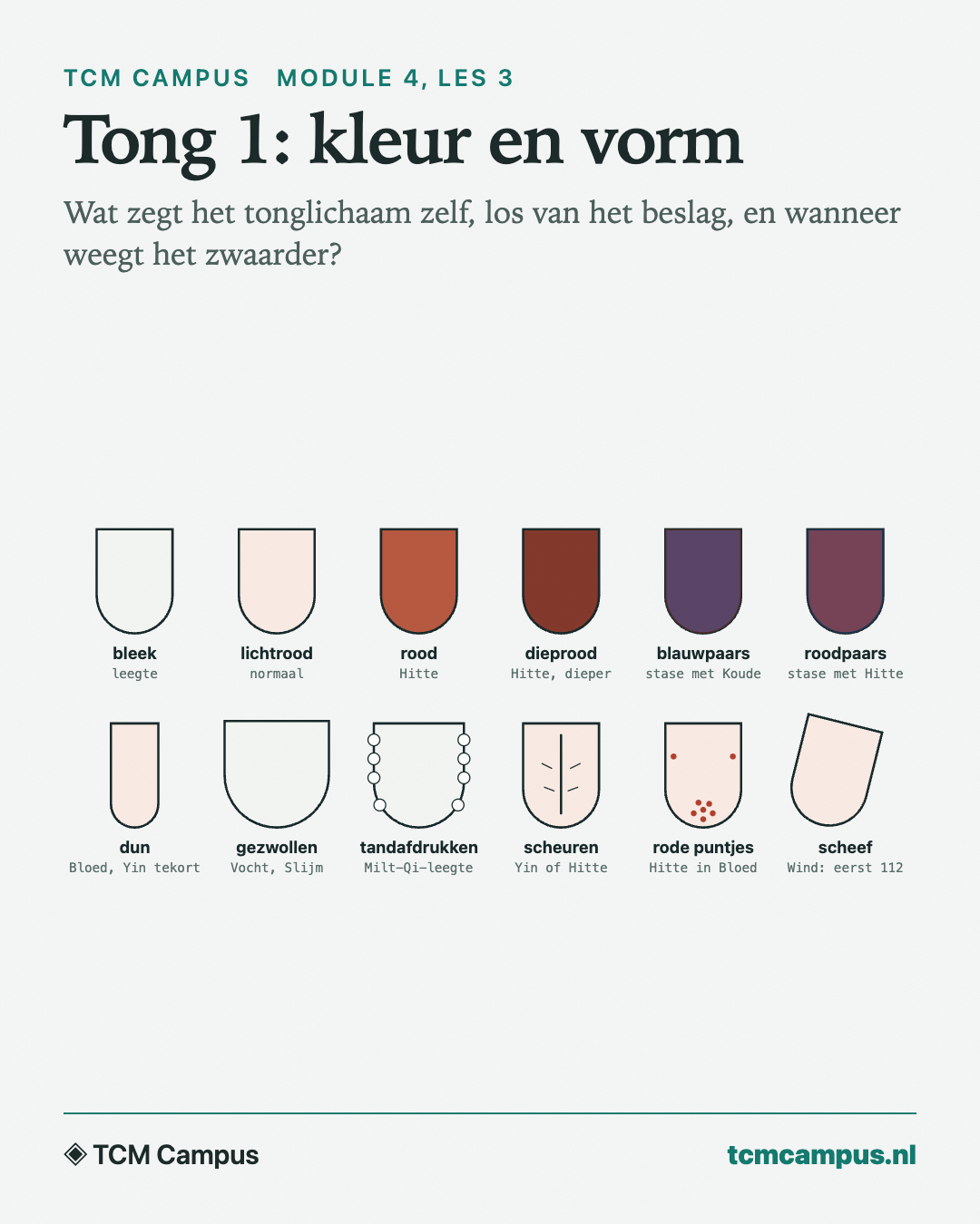 Tong 1: kleur en vorm: Wat zegt het tonglichaam zelf, los van het beslag, en wanneer weegt het zwaarder?
