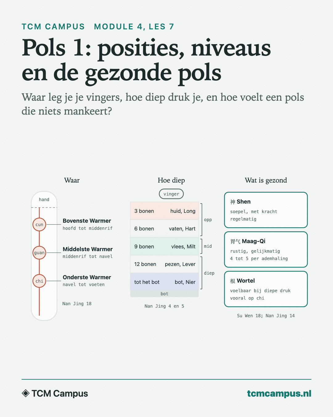Pols 1: posities, niveaus en de gezonde pols: Waar leg je je vingers, hoe diep druk je, en hoe voelt een pols die niets mankeert?