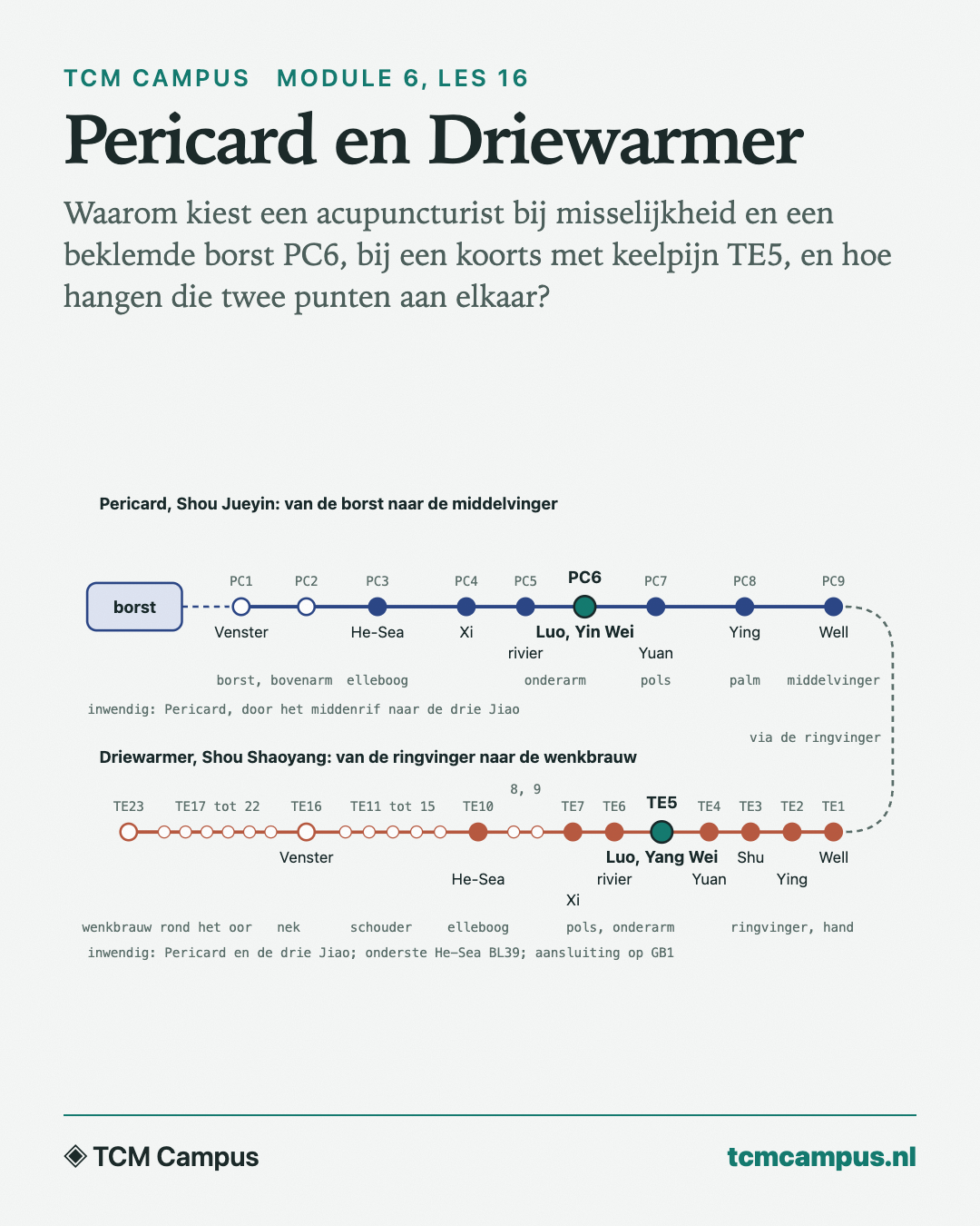 Pericard en Driewarmer: Waarom kiest een acupuncturist bij misselijkheid en een beklemde borst PC6, bij een koorts met keelpijn TE5, en hoe hangen die twee punten aan elkaar?