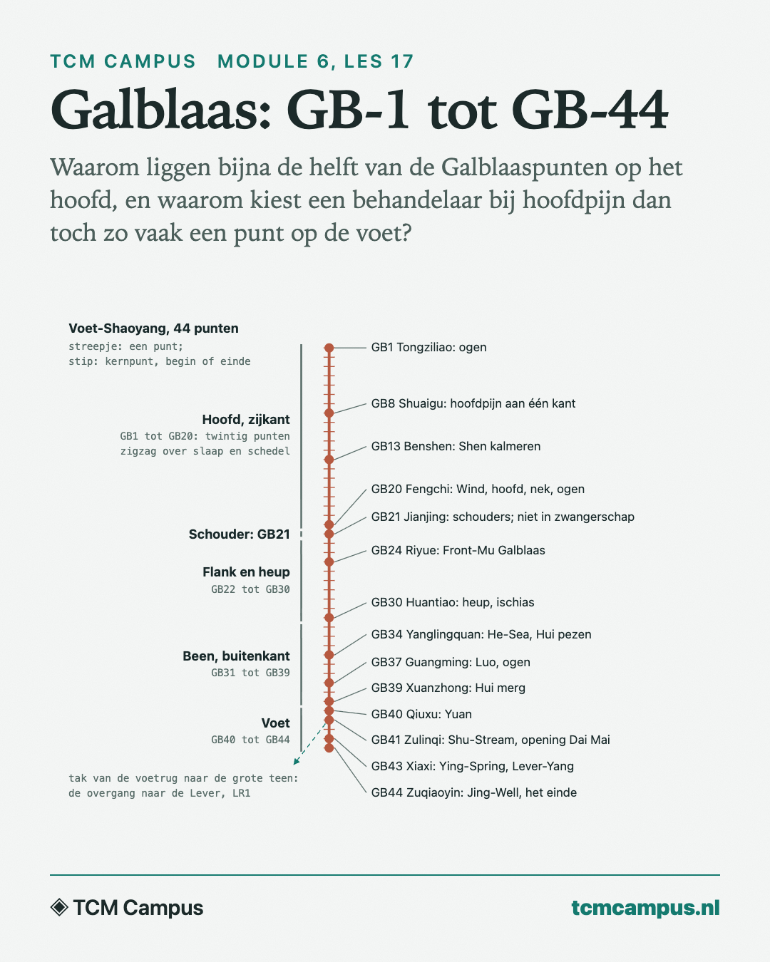 Galblaas: GB-1 tot GB-44: Waarom liggen bijna de helft van de Galblaaspunten op het hoofd, en waarom kiest een behandelaar bij hoofdpijn dan toch zo vaak een punt op de voet?