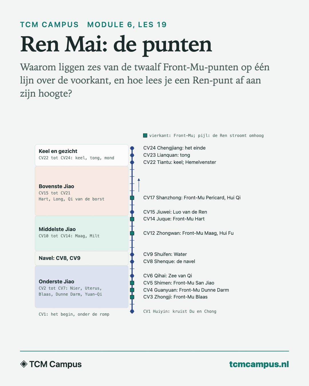 Ren Mai: de punten: Waarom liggen zes van de twaalf Front-Mu-punten op één lijn over de voorkant, en hoe lees je een Ren-punt af aan zijn hoogte?
