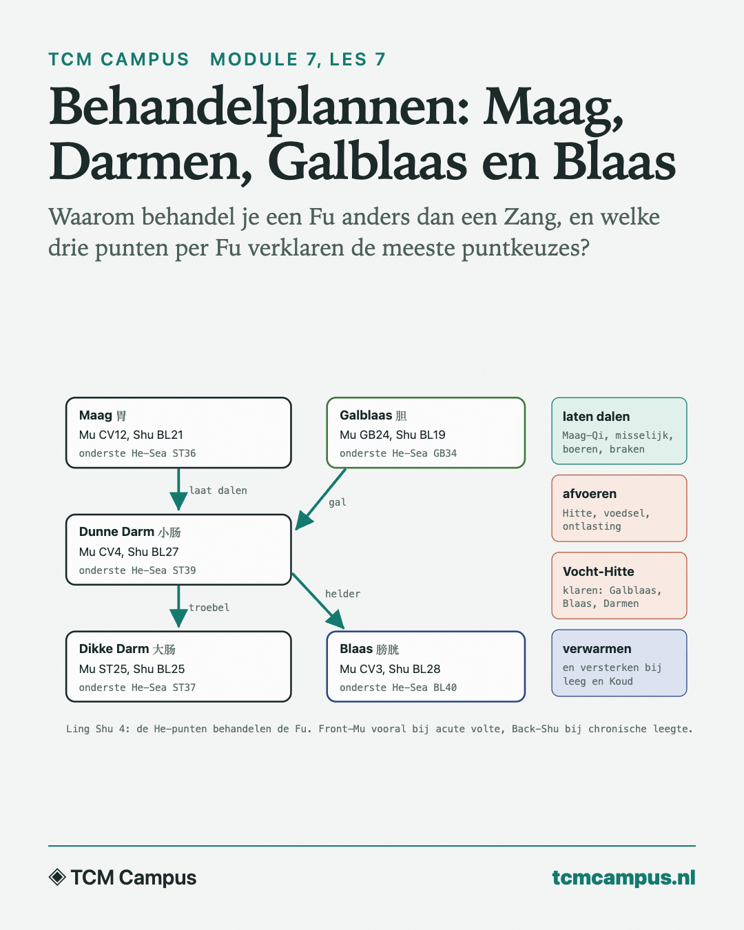 Behandelplannen: Maag, Darmen, Galblaas en Blaas: Waarom behandel je een Fu anders dan een Zang, en welke drie punten per Fu verklaren de meeste puntkeuzes?
